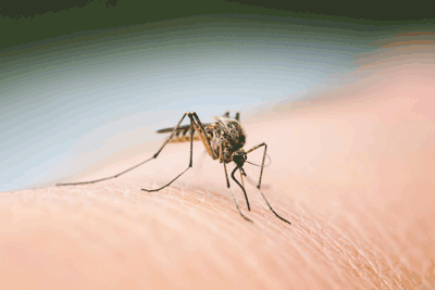 las vegas plaquenil mosquito